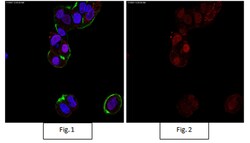 MilliporeSigma Rabbit anti-Sox9, Alexa Fluor 555, Polyclonal, 100&mu;L;